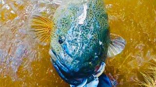 2022 Top 8 Australian Freshwater Fishing Moments / Murray Cod. Trout Cod And Golden Perch