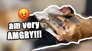 What Happens If You Annoy A Golden Retriever? | Dog Becomes Very AMGRY 