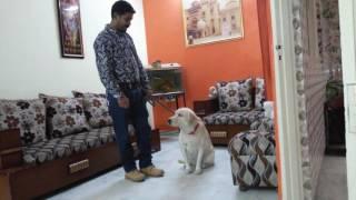 Rishi thapar dog trainer