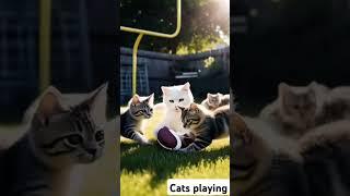 Cats playing football #cat #viralcat #shorttrending #10millionview #foryoupage #viralshorts