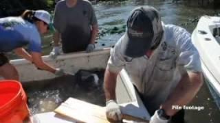 Collecting data on snook