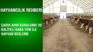 Hayvancılık Rehberi - Çadır Ahır Kurulumu ve Kaliteli Kaba Yem ile Hayvan Besleme