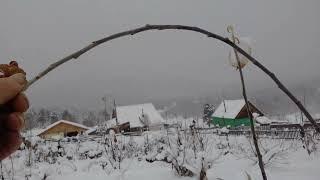 Садоводству в Сибири быть! Важность, вызревания верхушечных почек