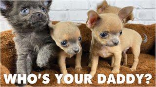 Puppies - Who's Your Daddy? DNA Test Reveals the Truth! | Sweetie Pie Pets by Kelly Swift