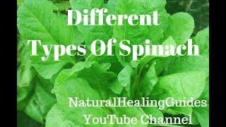 Different Types Of Spinach And List Of Varieties Of Spinach At Grocery Stores & Farmers Markets