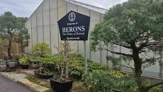 The one and only, Herons Bonsai nursery tour!