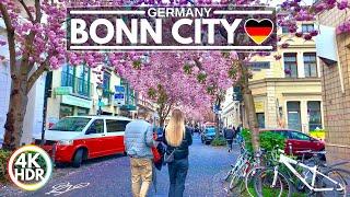  2024 Pretty Cherry Blossoms in Bonn Germany, Full Bloom - 4K HDR Walking Tour