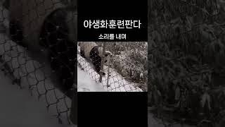 이 판다는 야생화 훈련을 받고 있습니다. #다판다 #판다 #panda