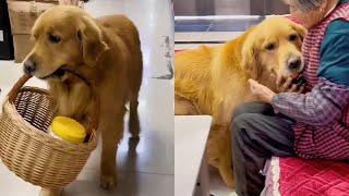 Golden Retriever Mao Mao loves his grandmother and lets her rest️ #聪明旺豆豆 #金毛豆豆 #金毛