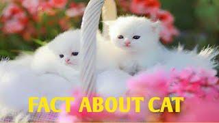 Fact About Cat .//Amazing fact//Crazy Fact//#shortvideo#short