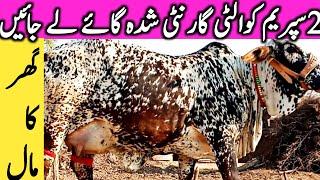 Best Quality Cholistani Sahiwal Cow Farm Near Luden Cow Mandi Hasil Pur || Global Village Farming