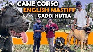 Mastiff Dogs for Sale | Cane Corso | English Mastiff | Gaddi Kutta | Puppies Available