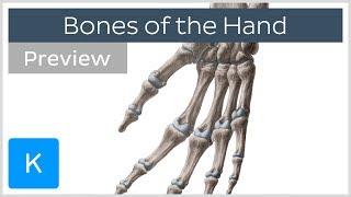 Hand bones: Phalanges, metacarpals, and more (preview) - Human anatomy | Kenhub