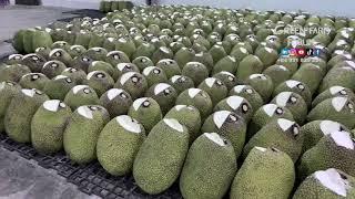 Vietnam Jackfruit export - 越南波罗蜜仓库