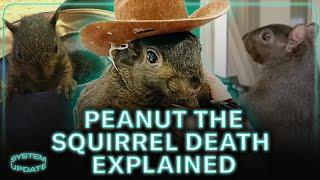 Peanut the Squirrel Death OUTRAGE: What It Means for the Animal Rights Movement