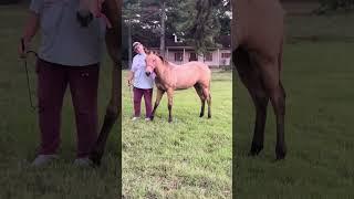 Cindy Desensitizing Mystic With Plastic Bag