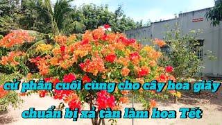 cử phân cuối cùng cho cây hoa giấy chuẩn bị xả tàn làm hoa Tết