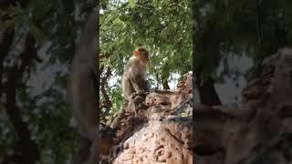 Bonnet Macaque Monkey in Badami Fort, Bagalkot | VgBingi