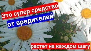 Далматская ромашка - природный защитник сада от насекомых-вредителей: как это работает