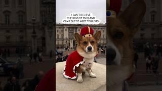 King Corgi 