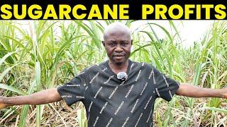 Secrets Profits From Sugarcane Farming in Nigeria