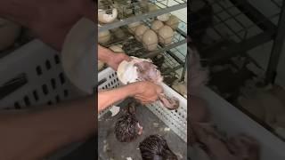 Baby Ostrich Hatching From Eggs