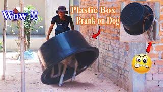 Wow !! New Prank | Super Huge Plastic Box Vs Sleeping Dog - Funniest Videos | How can stop Laugh?