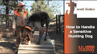 How to Train a Sensitive Hunting Dog | Scott Linden