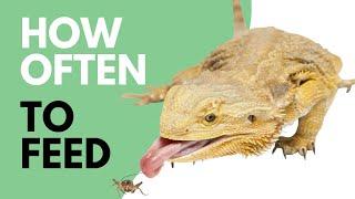 How Often To Feed Bearded Dragons