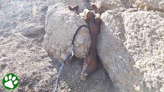 Wild horse rescued from peculiar position