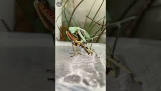 Дәуіттің шегірткені жеуі !#animals #viral #grasshopper