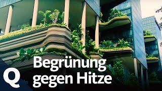 Wie der Klimawandel Städte aufheizt und wie Urban Gardening das ändern kann | Quarks