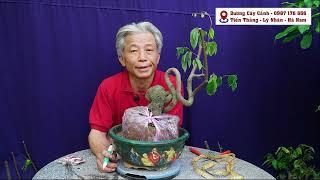 Phôi Khế cực dị I Dương Cây Cảnh