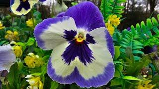 PANSIES COME BACK EVERY YEAR