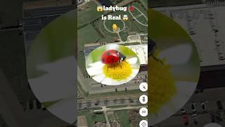 ladybug  is Real Life On Google maps and Google Earth #shots #viral #Sky Earth1M