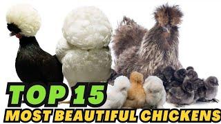 15 Most Beautiful Chickens Breeds in the World!