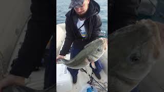 Brancin, Spigola, Seabass, Branzino 8kg Rovinj 2018