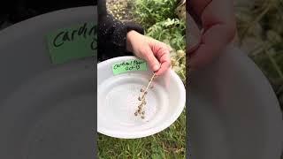 How to harvest Red Cardinal (Lobelia cardinalis) seeds