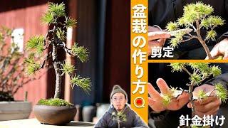 [Beginner] Learn the basics of how to make bonsai. [Bonsai Q]