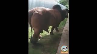 Biggest Brahman Bull from Thailand