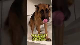 救出五个孩子的小警汪，任务归来路过超市，自己装作腿受伤了，希望训导员给他买好吃的#警汪的忠诚感动了无数人 #警犬训导员 #警汪