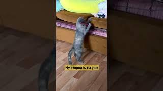 Почему кошка так хочет достать эту резинку?