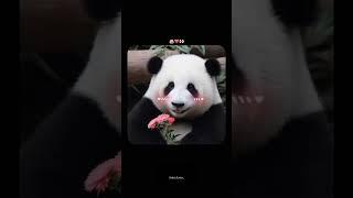 Panda  #asthetic #trending #panda #cute #animals #views #edit #explore#song#shorts#reels#instagram