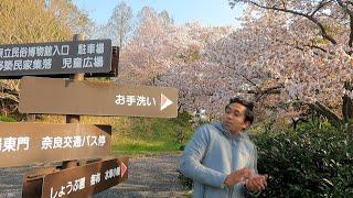 LIFE LEARNING FROM JAPANESE CHERRY BLOSSOM II HINDI II Rom Rom Ji