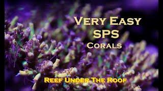 Easy to keep SPS Corals (Get these NOW!)