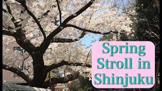 Spring Stroll in Shinjuku with Sakura