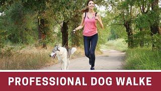 How to become a professional dog walker || How to become a professional dog walker uk