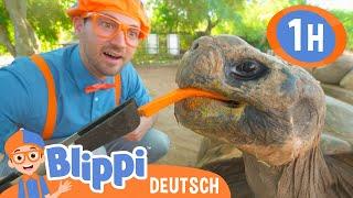 Blippi erkundet einen Zoo (Phoenix Zoo) | Blippi Deutsch - | Abenteuer und Videos für Kinder