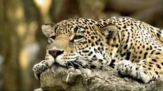 Sit Back And relax, Leopard Slideshow And Relaxing Music