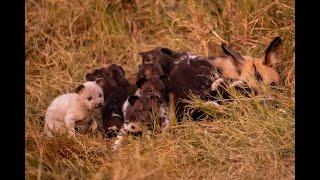 Extremely rare white African wild dog puppy born in Botswana